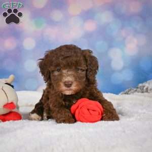 Cliffy, Mini Goldendoodle Puppy